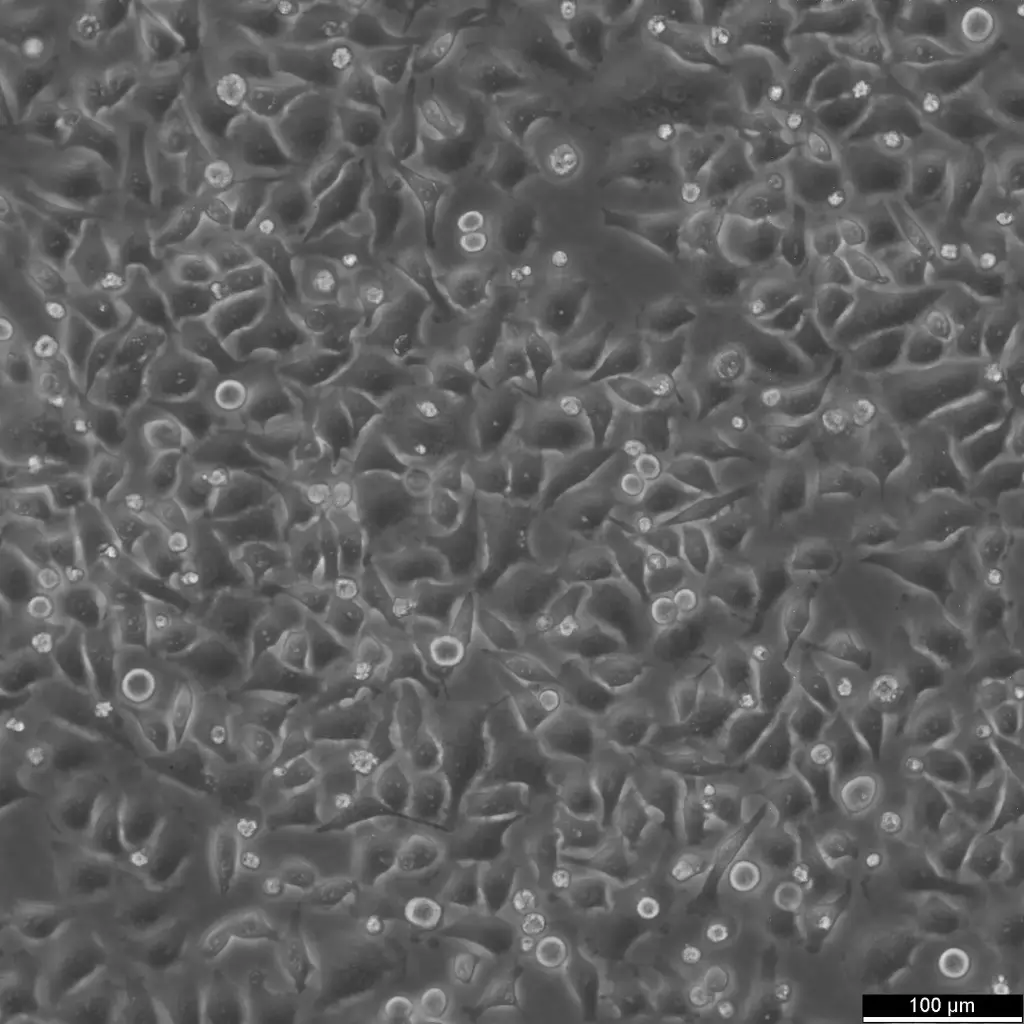 HK-CRISPR-Nup188-mEGFP Cells