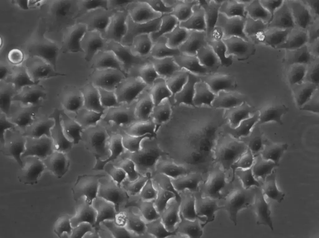HK-2xZFN-Smc4-mEGFP Cells