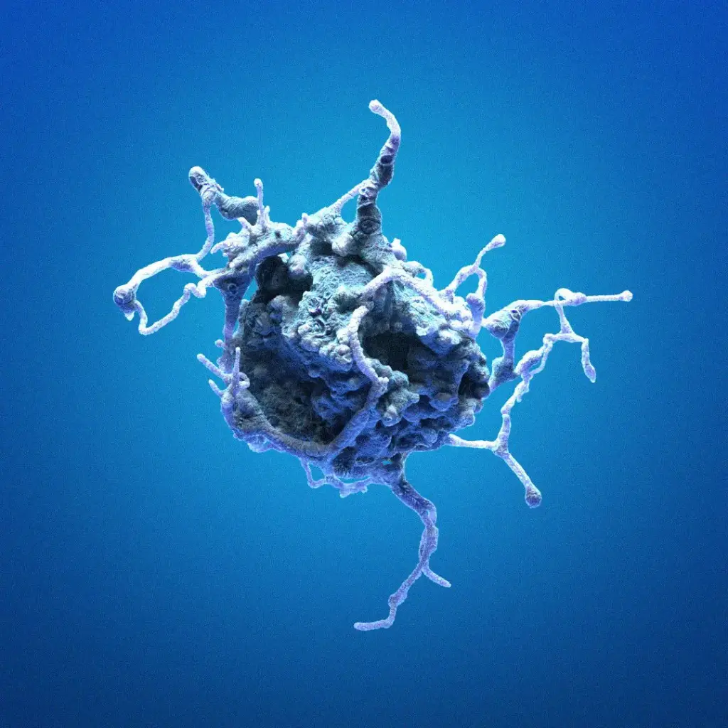 HK-CRISPR-NUP205-mEGFP Cells