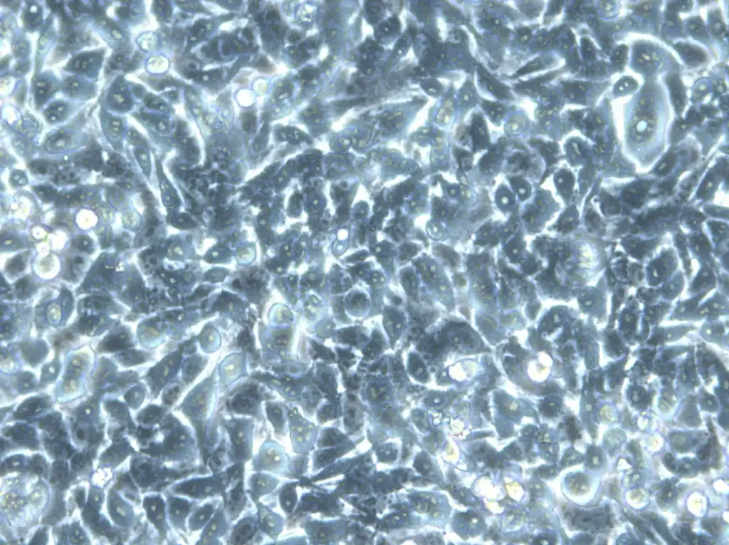 HK EGFP-LaminA/H2B-mCherry Cells