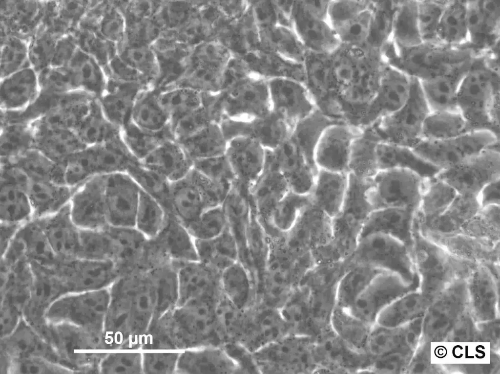 HK EB3-EGFP Cells