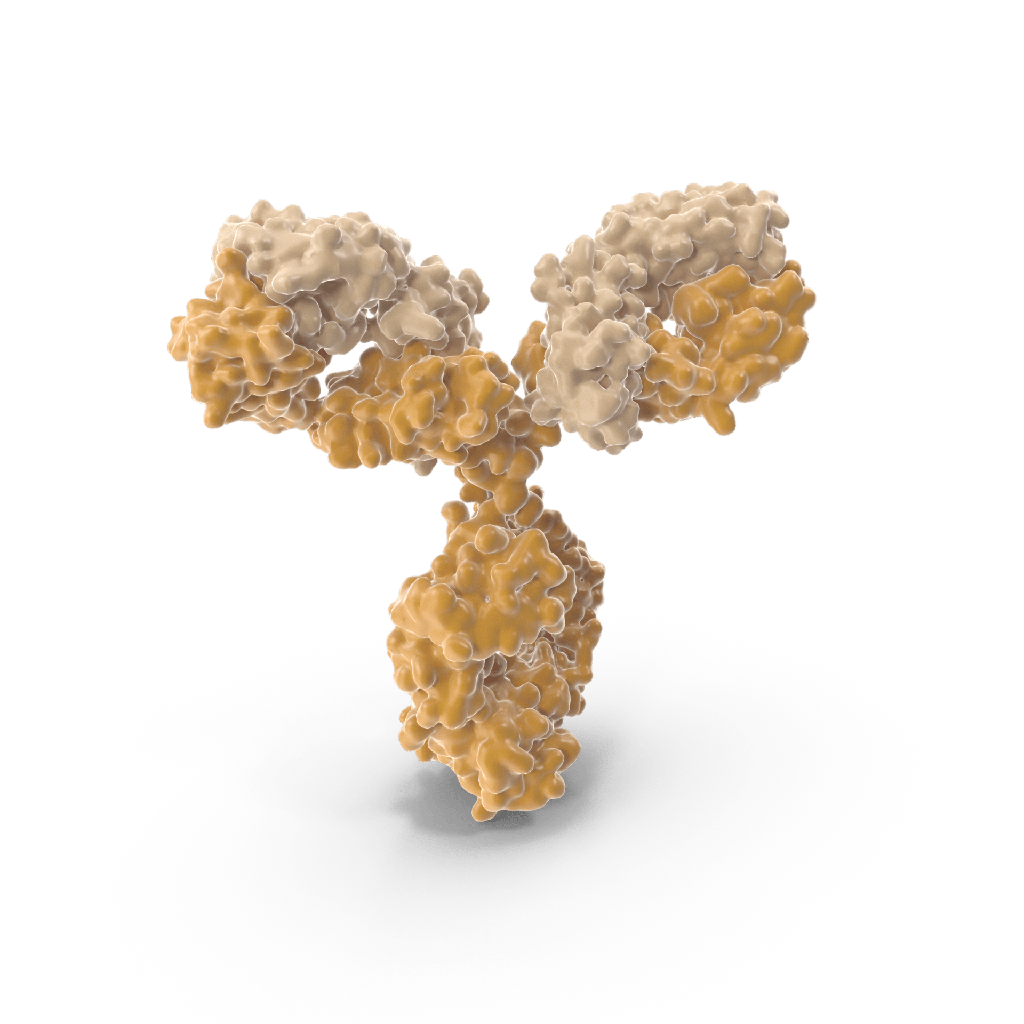 Human Antisize:IL18 Recombinant Antibody  clone h18size:108 ; scFv Fragmentsize:RegµLar Batch  No Endotoxin Removal , SDSsize:PAGE>95%, Hissize:tag, 1 mg